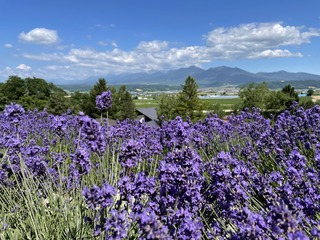 ファーム富田2.JPG