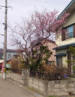 桜.jpg