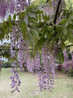 IMG_1086.jpeg