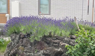 IMG_2517.JPG