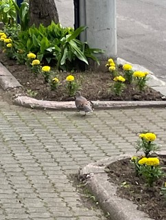 IMG_3689.JPG