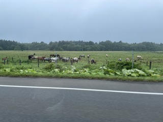IMG_4746.jpeg