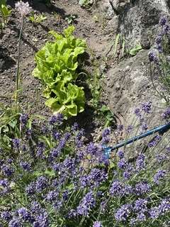 IMG_7752.JPG