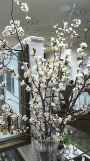 sakura.jpg